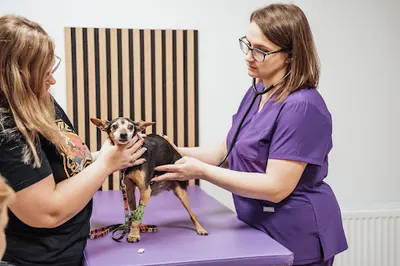 Przychodnia Weterynaryjna Optovet Rybnik